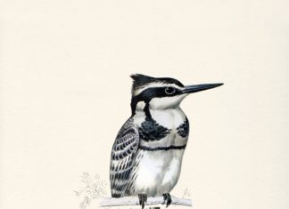 La Aerofauna de Valero Doval llega a Mr. Pink