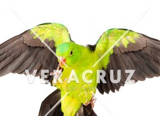 Veracruz, diseño de club