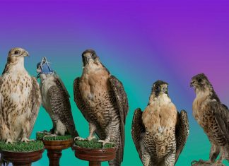 Espai Tactel busca saturar tu percepción